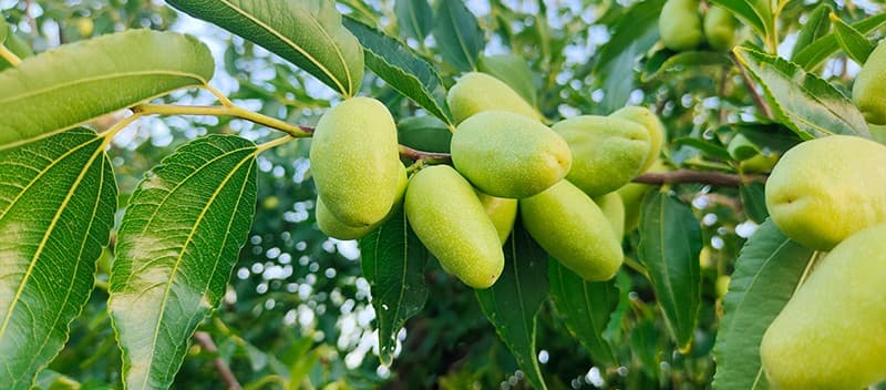 images/1693820238538date grading machine.jpg